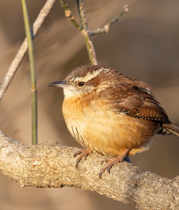 Black-tipped Darner (<i>Aeshna tuberculifera</i>) &copy; © Nathaniel Sharp
