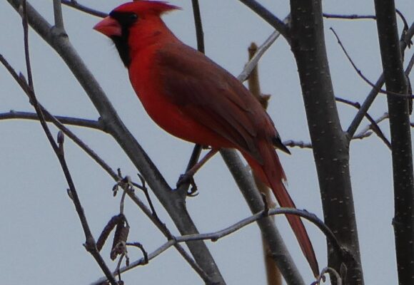 Northern Cardinal (Cardinalis cardinalis) &copy; iNaturalist user raffib128