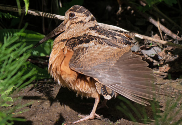 American Woodcock (Scolopax minor) &copy; Susan Elliot