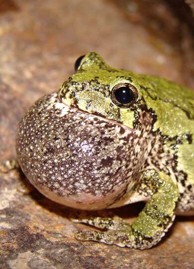 Gray Treefrog (Hyla versicolor) &copy; Jean-Marc Vallières