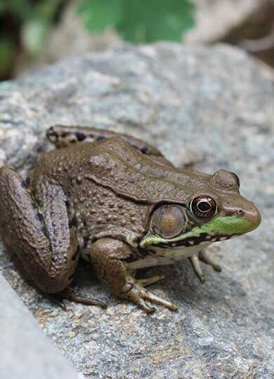 Green Frog (Lithobates clamitans) &copy; @abhawkins04 on iNaturalist