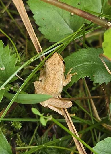 Spring Peeper (Pseudacris crucifer) &copy; @t0adprince on iNaturalist