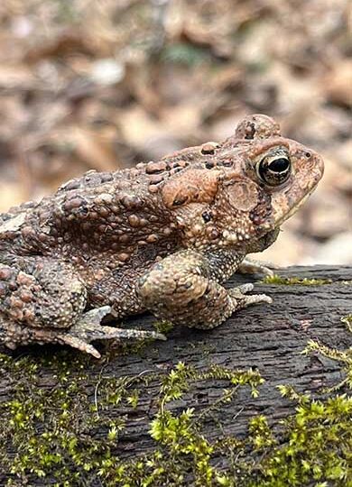 American Toad (Anaxyrus americanus) &copy; @wildflowers7 on iNaturalist