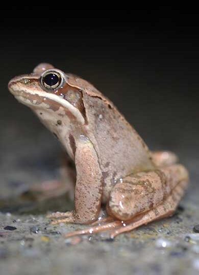 Wood Frog (Lithobates sylvaticus) &copy; Larry Clarfeld 