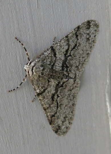 Half-wing Moth (Phigalia titea) &copy; Tom Walker