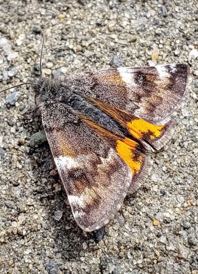 Infant Moth (Archiearis infans) &copy; Sean Beckett 