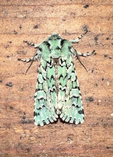 The Joker (Feralia jocosa) &copy; Kyle Klotz