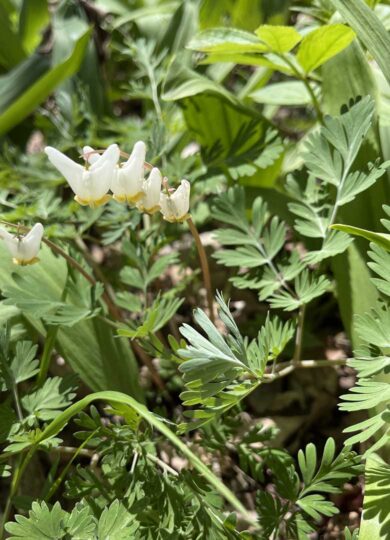 Dutchman's Breeches (Dicentra cucullaria) &copy; @alan457 on iNaturalist