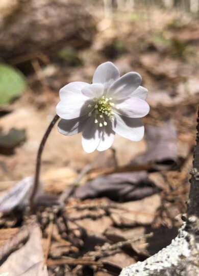 Sharp-lobed Hepatica (Hepatica acutiloba) &copy; @botanybybenz on iNaturalist