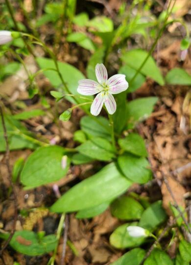 Carolina Springbeauty (Claytonia caroliniana) &copy; @ldgurvich on iNaturalist