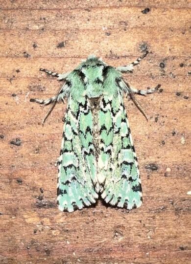 15542, , thejoker, , , image/jpeg, https://media.vtecostudies.org/wp-content/uploads/2025/03/08170210/thejoker.jpeg, 780, 1080, Array, Array Kyle Klotz