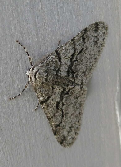 15540, , halfwing2, , , image/jpeg, https://media.vtecostudies.org/wp-content/uploads/2025/03/08170217/halfwing2.jpeg, 780, 1080, Array, Array Tom Walker