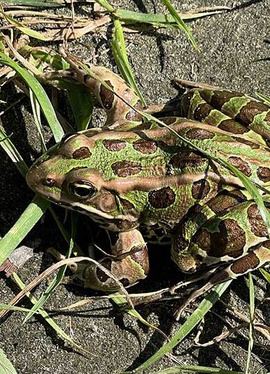 15525, , leopardfrog, , , image/jpeg, https://media.vtecostudies.org/wp-content/uploads/2025/03/08170249/leopardfrog.jpeg, 390, 549, Array, Array Peter (@pdar21 on iNaturalist)