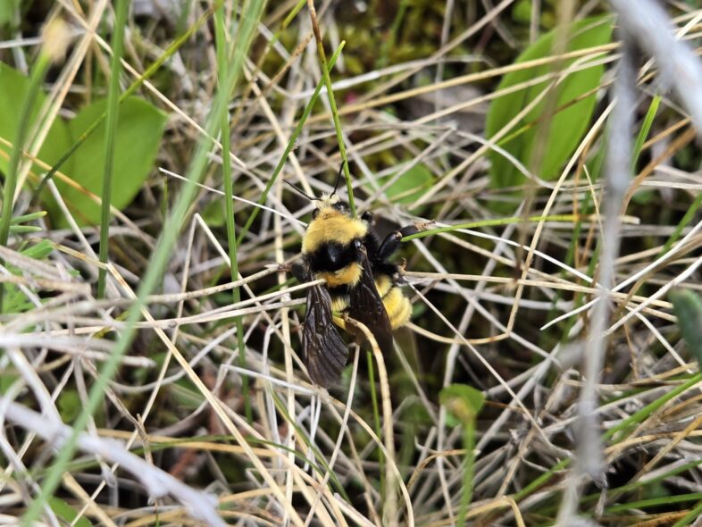 Northern Bees Does No Mow May Invite Invasives and Ticks to Your Yard?