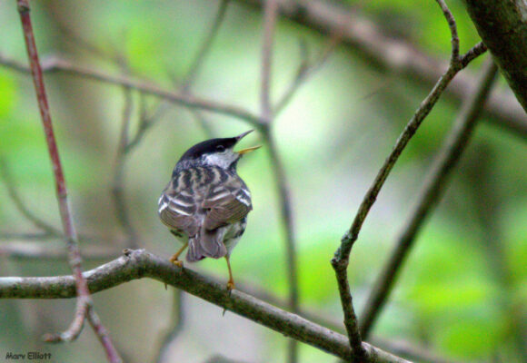 Blackpoll Warbler &copy; Marv Elliott