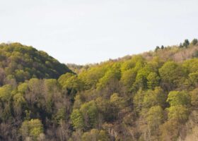 Field Guide to May 2025