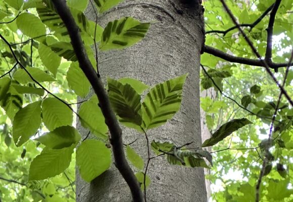 15661, , Beech Leaf Disease_iNaturalist_Grace Bianchi, , , image/jpeg, https://media.vtecostudies.org/wp-content/uploads/2025/04/08165845/Beech-Leaf-Disease_iNaturalist_Grace-Bianchi.jpg, 1536, 2048, Array, Array Grace Bianchi