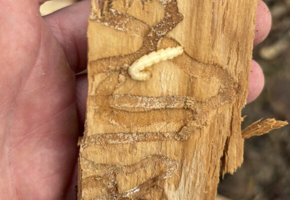 15658, , Emerald Ash Borer_iNaturalist_Matt Keevil, , , image/jpeg, https://media.vtecostudies.org/wp-content/uploads/2025/04/08165854/Emerald-Ash-Borer_iNaturalist_Matt-Keevil-.jpg, 1536, 2048, Array, Array Matt Keevil