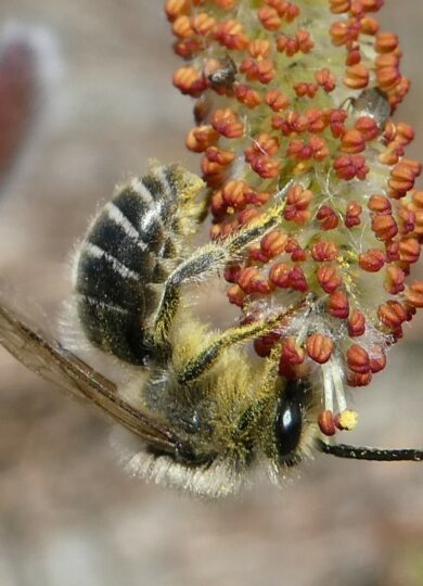 15653, , Colletes_inaequalis on Salix_iNaturalist_Bruce Cook, , , image/jpeg, https://media.vtecostudies.org/wp-content/uploads/2025/04/08165910/Colletes_inaequalis-on-Salix_iNaturalist_Bruce-Cook.jpeg, 1404, 1054, Array, Array Bruce Cook