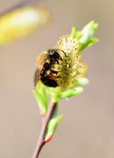 15652, , Andrena_clarkella on Salix_iNaturalist_BernieParquette, , , image/jpeg, https://media.vtecostudies.org/wp-content/uploads/2025/04/08165912/Andrena_clarkella-on-Salix_iNaturalist_BernieParquette.jpeg, 769, 1024, Array, Array Bernie Paquette