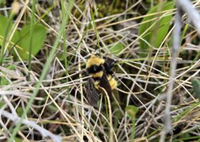 Does No Mow May Invite Invasives and Ticks to Your Yard?