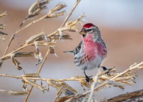 New Names for Some Vermont Birds: a Primer on Taxonomy