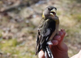 Why Are Evening Grosbeak Numbers Rising in the Northeast and Declining Everywhere Else?
