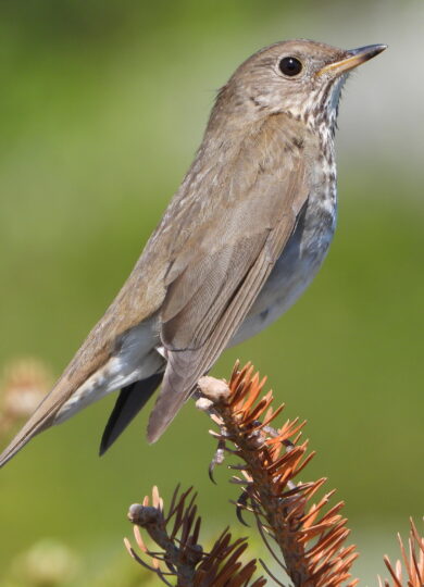 Bicknell's Thrush (Catharus bicknelli) &copy; iNatrualist © Yinan Li