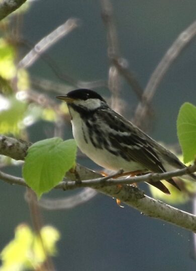 Blackpoll Warbler (Setophaga striata) &copy; iNaturalist © @er-birds