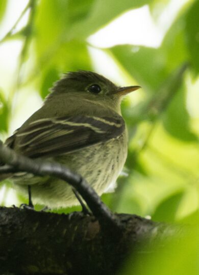 Yellow-bellied Flycatcher (Empidonax flaviventris) &copy; iNatrualist © Russel Parsons