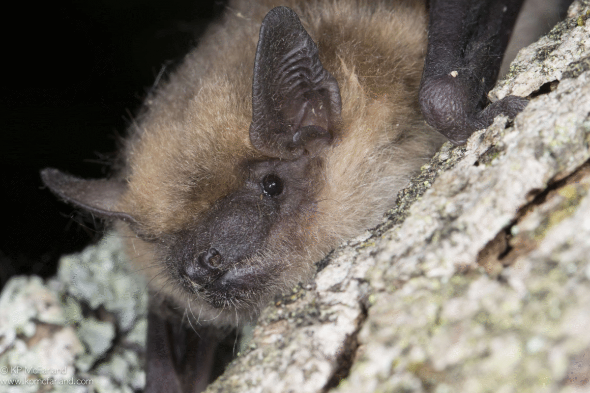 Big Brown Bat (Eptesicus fuscus) &copy; © K.P. McFarland