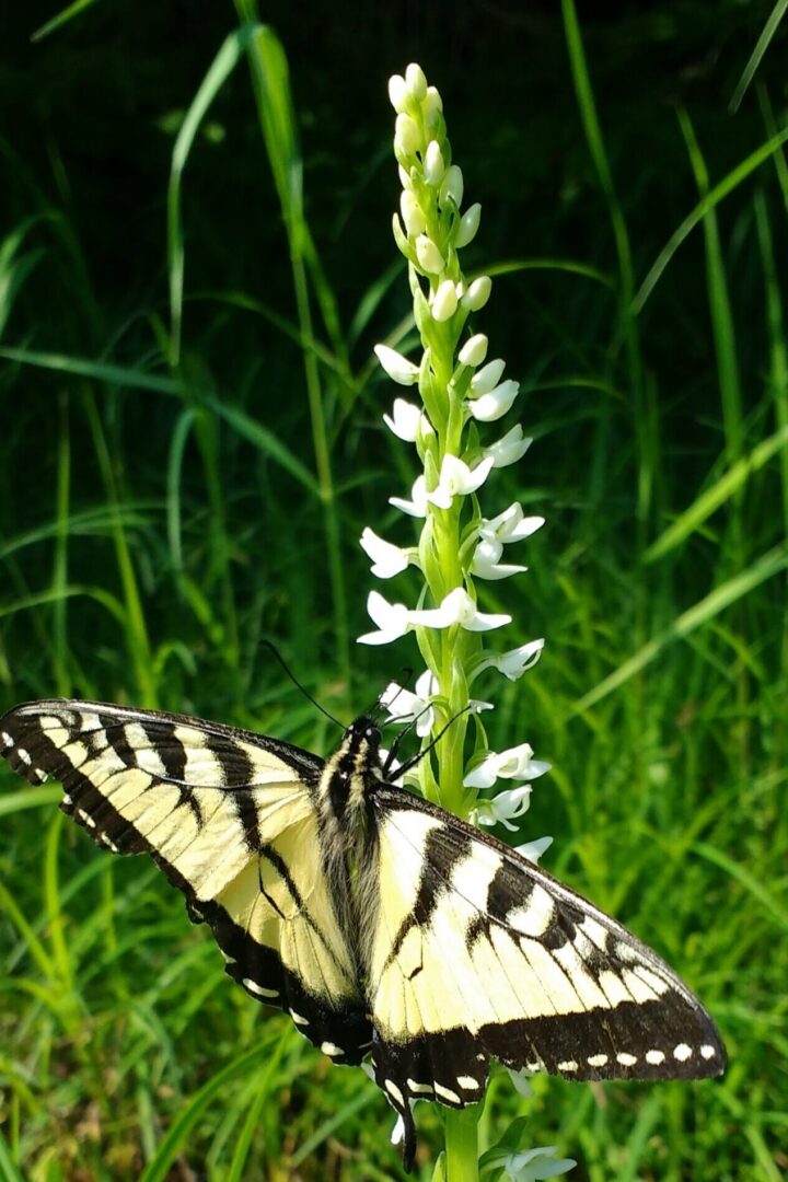 A Canadian Tiger Swallowtail butterfly (Papilio canadensis) on a White Bog Orchid (Platanthera dilatata).  Because these butterflies are not believed to pollinate White Bog Orchid, we think this one is visiting to steal nectar without providing any pollination benefit.  &copy; © Laura Costello