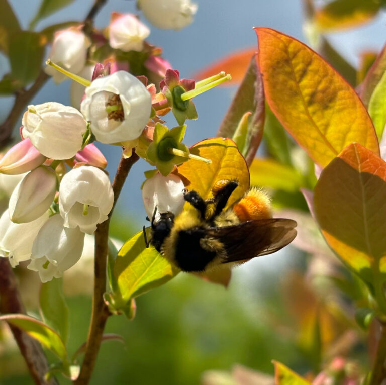 Know Your Five Apple Pollinators