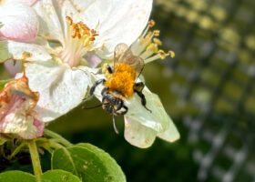 Know Your Five Apple Pollinators