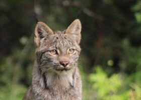 Proposed Rule Threatens to Narrow Endangered Species Protections