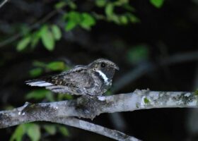 In the Silence of Whip-poor-wills