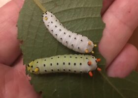 New Study Shows Native Cherry Trees Better Support Native Moths