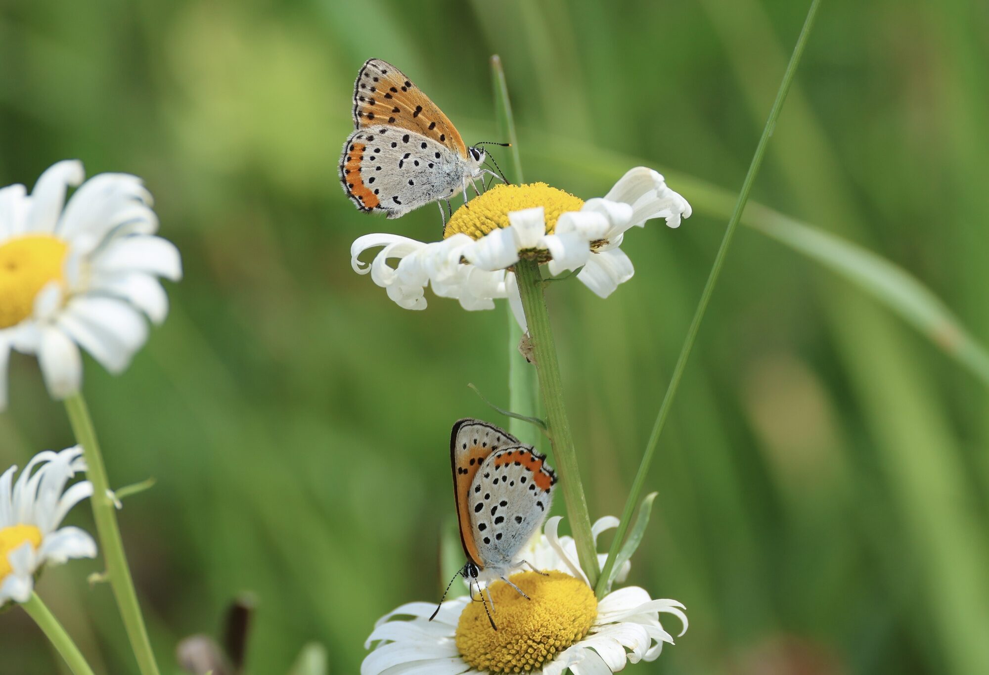 Eastern North American Destroying Angel (Amanita bisporigera) &copy; iNaturalist user osifer_dan (https://www.inaturalist.org/observations/248656201)