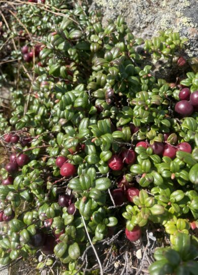 Mountain Cranberry (Vaccinium vitis-idaea): Found in alpine meadows / On the menu for Dark-eyed Juncos and White-throated Sparrows / Co-occurring with Alpine Bilberry, Black Crowberry, and Mountain Blueberry / Medium-high energy value primarily from carbohydrates / Also associated with alpine ledges and bogs &copy; © @monika948 (iNaturalist) Licensed under CC-BY-NC
