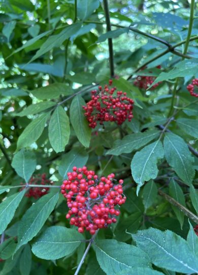 Red Elderberry (Sambucus racemosa): Found in boreal cliff communities / On the menu for chickadees, woodpeckers, and thrushes / Co-occurring with American Mountain Ash, Mountain Serviceberry, Virginia Creeper / High energy value primarily from fats and carbohydrates / Also associated with Red Spruce-northern hardwood forests &copy; © Sam Darmstadt (iNaturalist) Licensed under CC-BY-NC