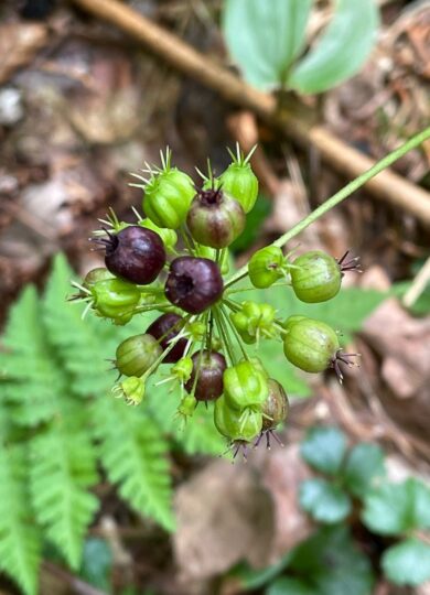 Wild Sarsaparilla (Aralia nudicaulis): Found in Red Spruce-northern hardwood forests / On the menu for Hermit Thrush, White-throated Sparrow, and Ruffed Grouse / Co-occurring with Bunchberry, Bluebead Lily, and Hobblebush / High energy value primarily from carbohydrates / Also associated with oak-hickory and talus slope forests &copy; © Tom Scavo (iNaturalist) licensed under CC-BY-NC