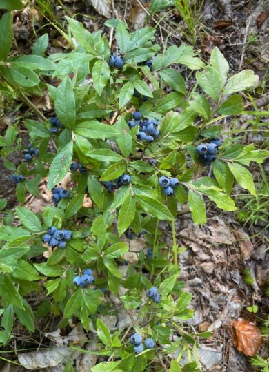 Velvetleaf Blueberry (Vaccinium myrtilloides): Found in subalpine krummholz / On the menu for Dark-eyed Juncos, Bicknell’s and Swainson’s Thrushes, and White-throated Sparrows / Co-occurring with Mountain Blueberry, Alpine Bilberry, and Mountain Serviceberry / Medium-high energy value primarily from carbohydrates / Also associated with alpine ledges and bogs &copy; © Tom Scavo (iNaturalist) Licensed under CC-BY-NC