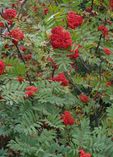 American Mountain Ash (Sorbus americana): Found in montane spruce-fir forests / On the menu for Purple Finches, Dark-eyed Juncos, thrushes, waxwings, and grosbeaks / Co-occurring with Showy Mountain Ash, Mountain Serviceberry, Bunchberry, Bluebead Lily /  Medium-high energy value primarily from carbohydrates but also proteins and fats / Also associated with subalpine krummholz and boreal talus &copy; © Martine Lapointe (iNaturalist) licensed under CC-BY-NC
