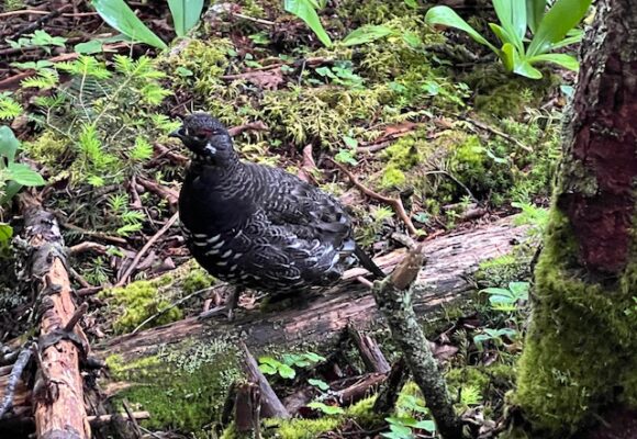 16053, , image0, , , image/jpeg, https://media.vtecostudies.org/wp-content/uploads/2025/07/08164555/image0.jpeg, 640, 480, Array, Array © Nancy Eaton, Mountain Birdwatch volunteer