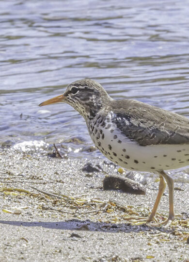 16045, , Spotted Sandpiper (Actitis macularius)_iNat© Elinor Osborn CC-BY-NC, , , image/jpeg, https://media.vtecostudies.org/wp-content/uploads/2025/07/08164626/Spotted-Sandpiper-Actitis-macularius_iNat%C2%A9-Elinor-Osborn-CC-BY-NC.jpg, 1825, 1221, Array, Array © Elinor Osborn from iNaturalist CC-BY-NC