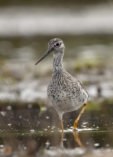 16044, , Greater Yellowlegs (Tringa melanoleuca_iNat © Craig K. Hunt CC-BY-NC, , , image/jpeg, https://media.vtecostudies.org/wp-content/uploads/2025/07/08164630/Greater-Yellowlegs-Tringa-melanoleuca_iNat-%C2%A9-Craig-K.-Hunt-CC-BY-NC.jpg, 1023, 1024, Array, Array © Craig K. Hunt from iNaturalist licensed under CC-BY-NC