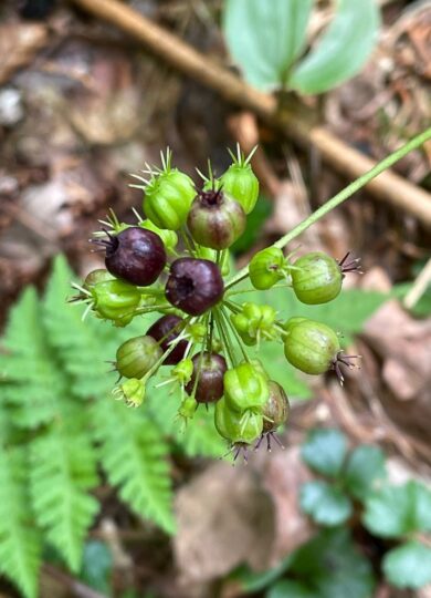 16040, , Wild Sarsaparilla (Aralia nudicaulis) _iNat © Tom Scavo CC-BY-NC, , , image/jpeg, https://media.vtecostudies.org/wp-content/uploads/2025/07/08164642/Wild-Sarsaparilla-Aralia-nudicaulis-_iNat-%C2%A9-Tom-Scavo-CC-BY-NC.jpg, 768, 1024, Array, Array © Tom Scavo (iNaturalist) licensed under CC-BY-NC