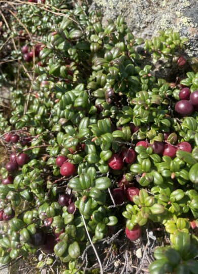 16038, , Mountain Cranberry (Vaccinium vitis-idaea ssp. minus)_iNat @ @monika948 CC-BY-NC, , , image/jpeg, https://media.vtecostudies.org/wp-content/uploads/2025/07/08164647/Mountain-Cranberry-Vaccinium-vitis-idaea-ssp.-minus_iNat-%40-%40monika948-CC-BY-NY.jpeg, 768, 1024, Array, Array © @monika948 (iNaturalist) Licensed under CC-BY-NC