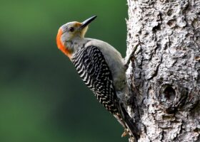 Photo credit: Craig K. Hunt