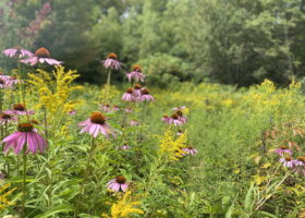 Field Guide to September 2025